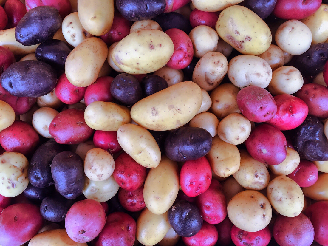 Seed Potatoes Varieties