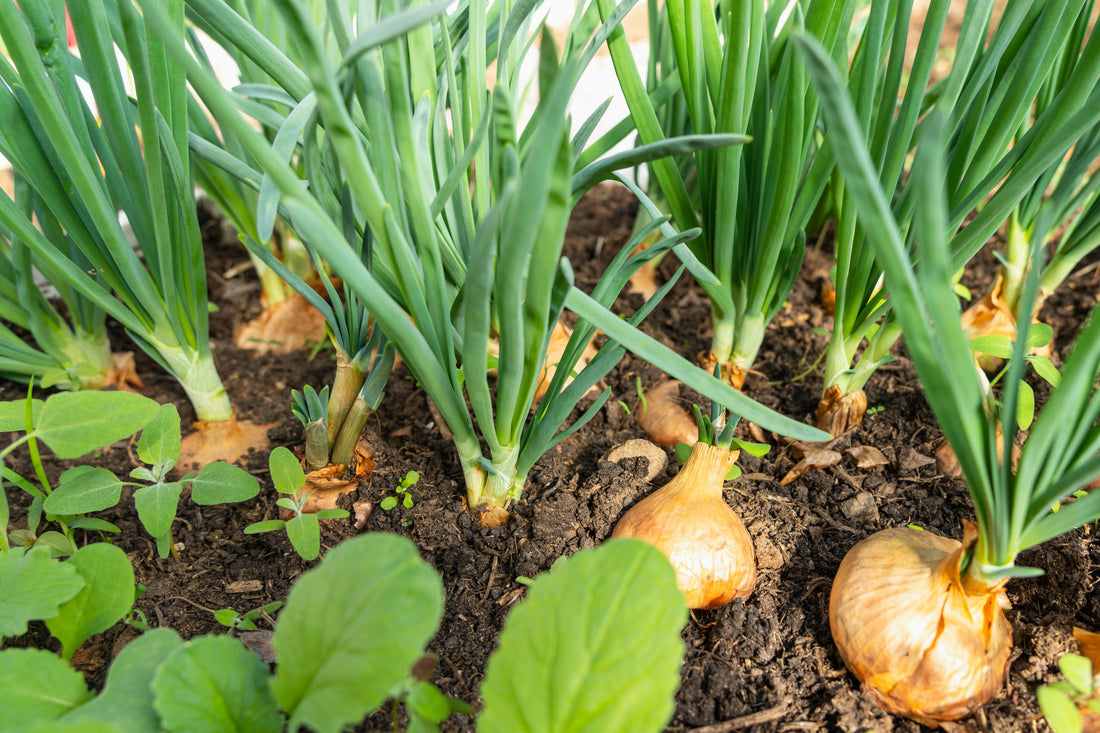 Why Are My Onion Sets Not Growing? Common Problems and Solutions