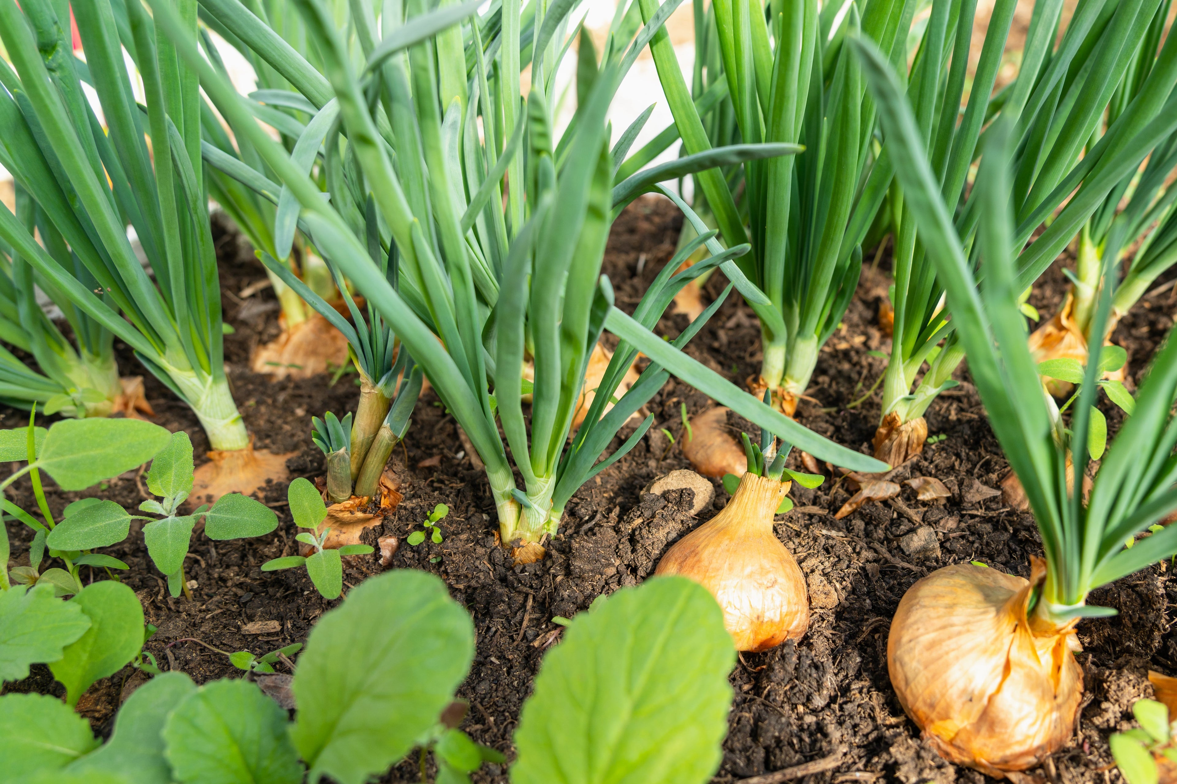 Why Are My Onion Sets Not Growing? Common Problems and Solutions