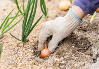 Planting onion sets