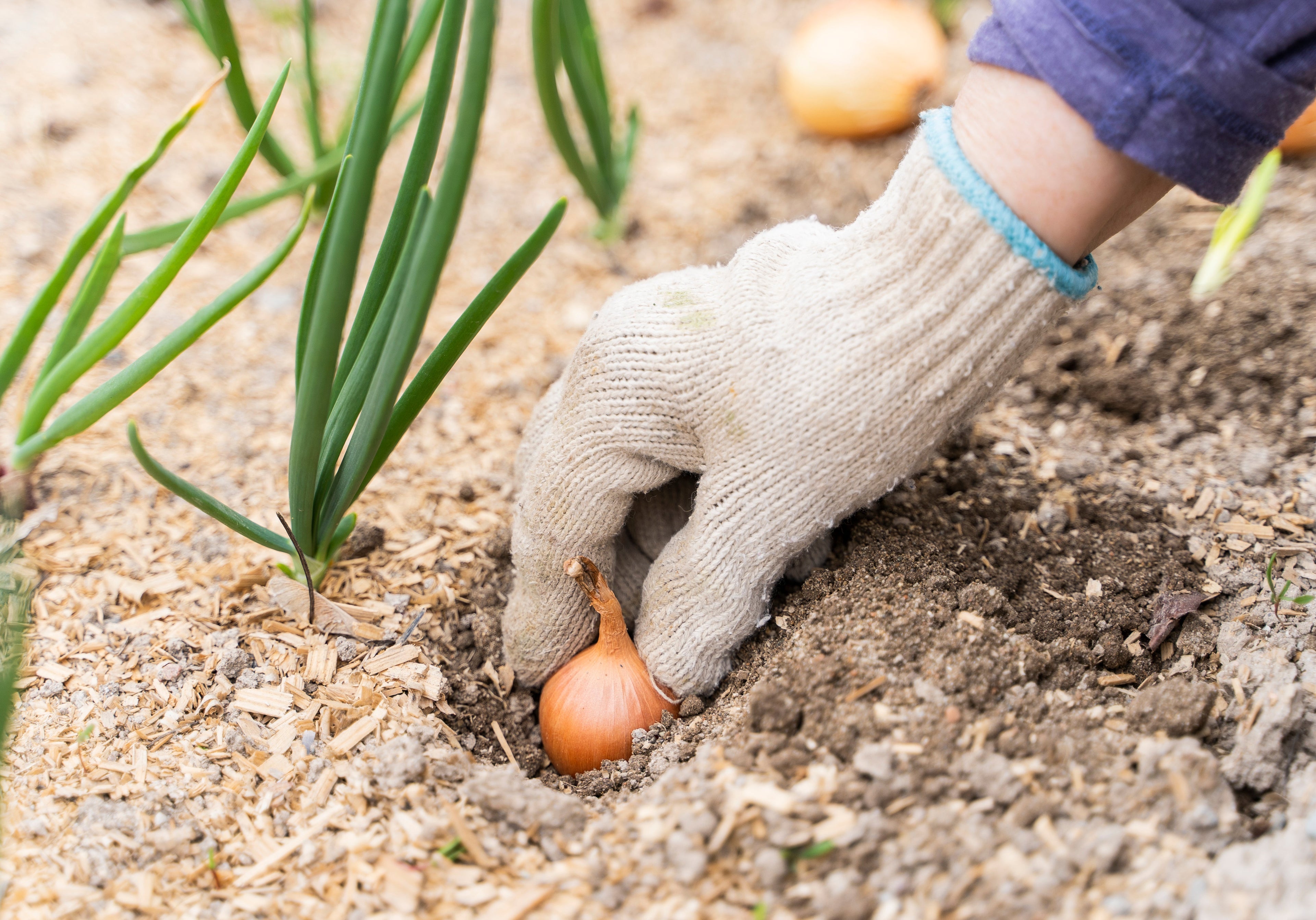 Planting onion sets