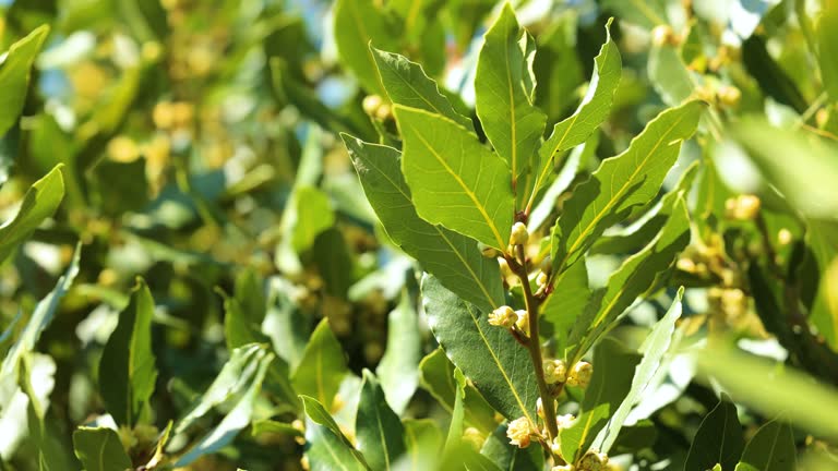 Bay Laurel: Complete Care & Growing Guide