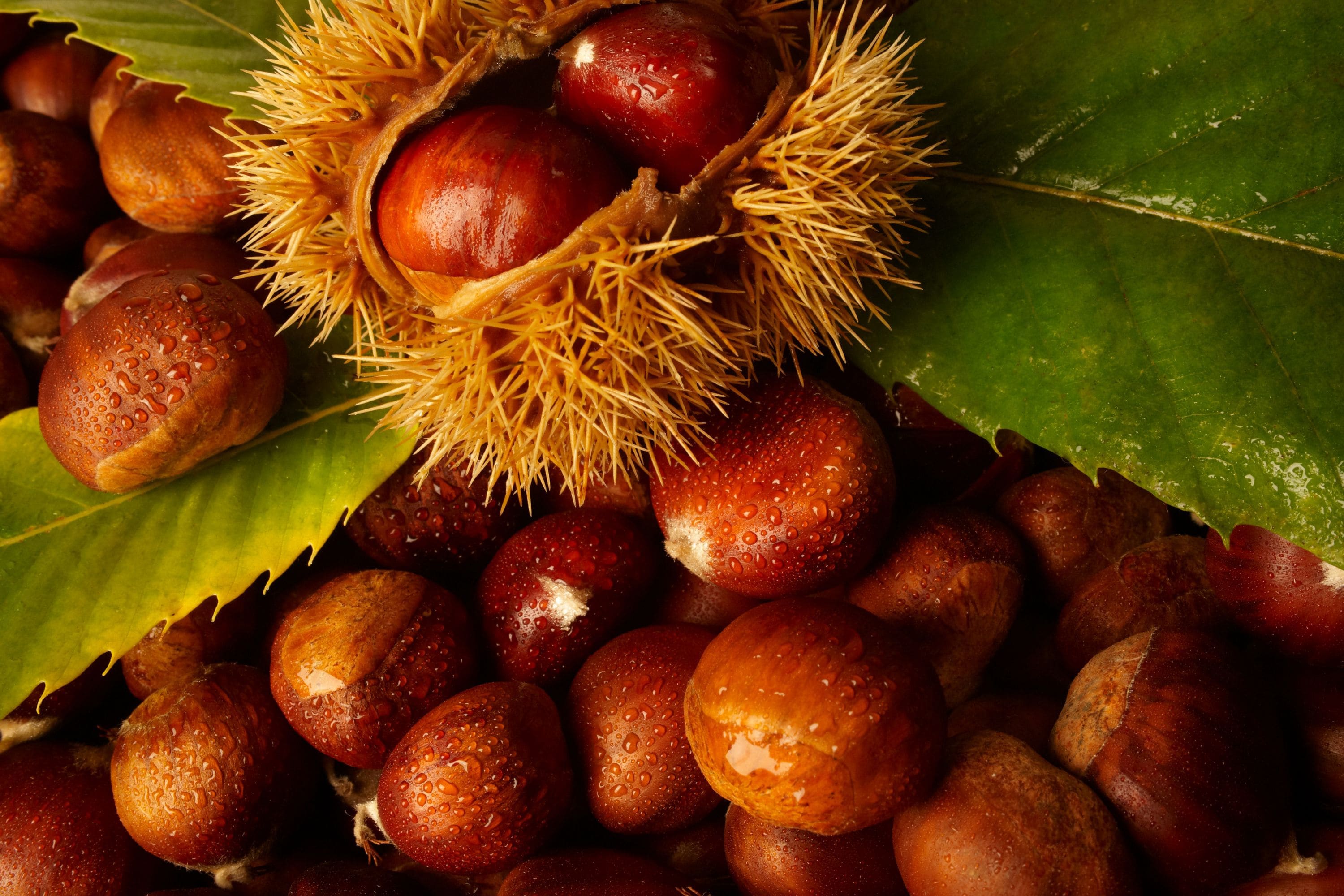 chinese-chestnut