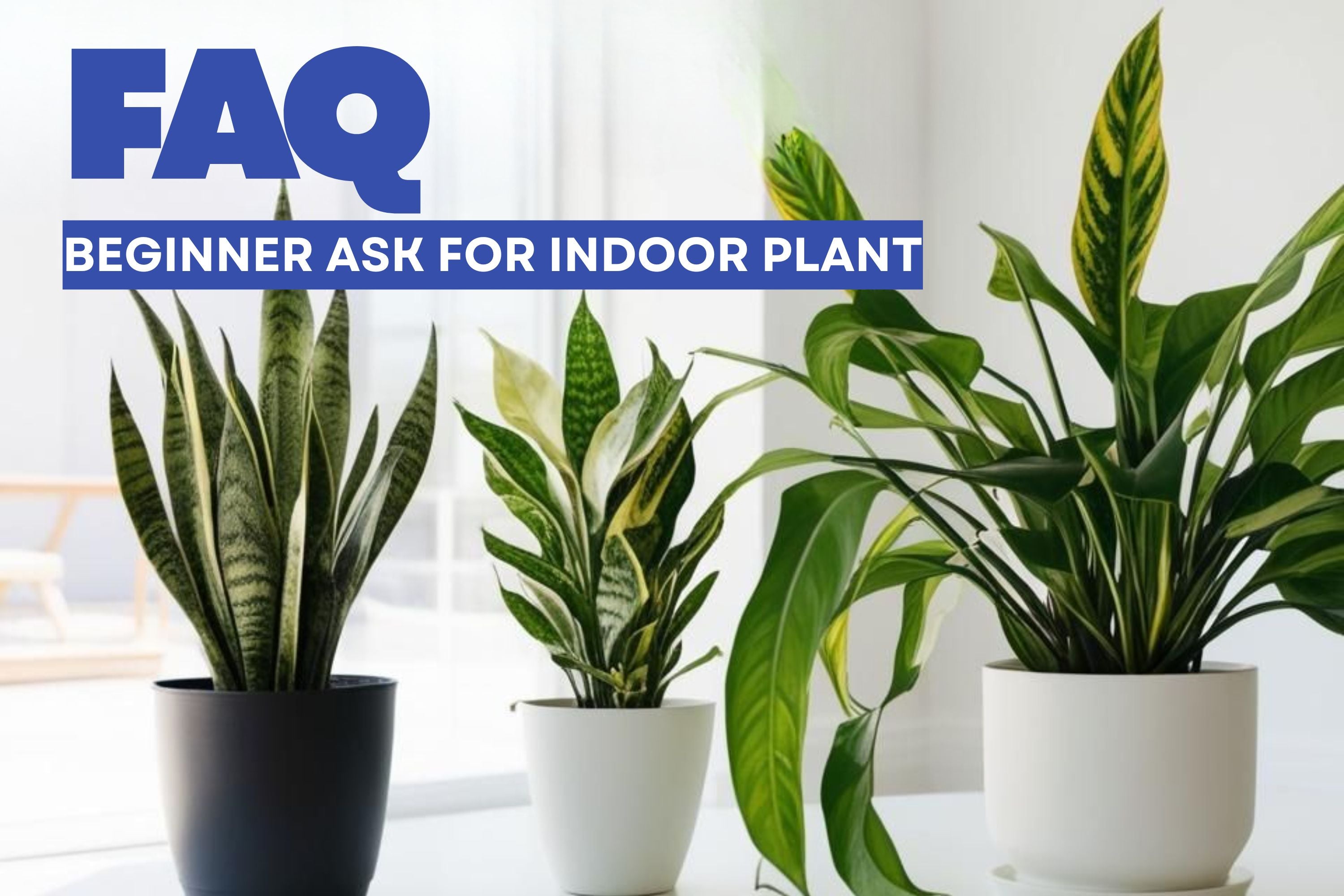  questions-about-indoor-plant