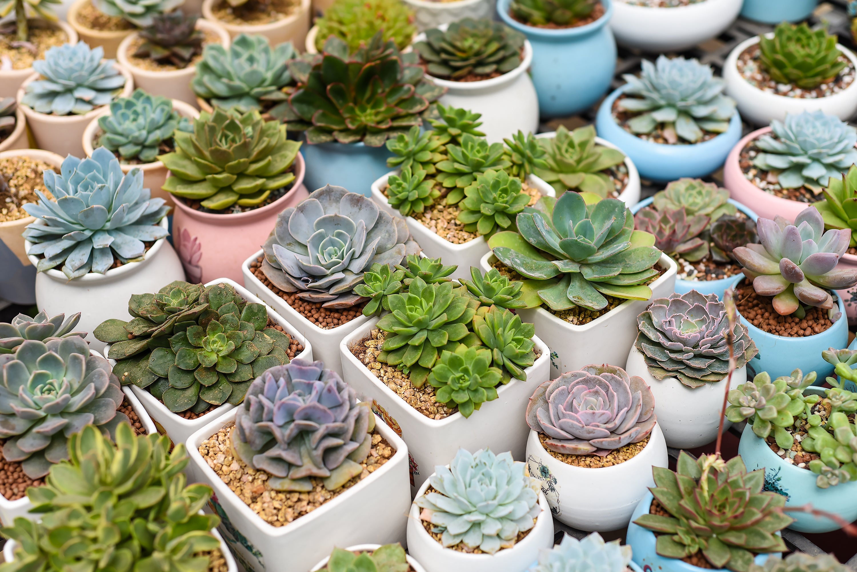 Best Succulents for Indoor Decoration in 2026