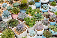 Best Succulents for Indoor Decoration in 2026