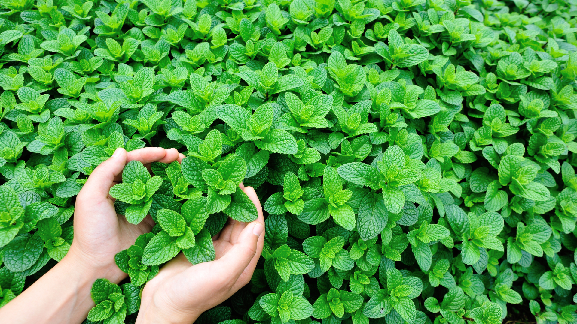 How to Grow Mint Plants: Peppermint to Chocolate Mint