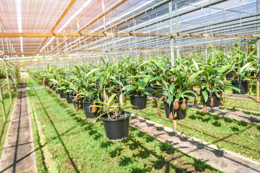Gingerglow Plant Buying Guide: FAQs for New Customers