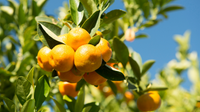Meiwa Kumquat Tree Care: Tips for Healthy Growth