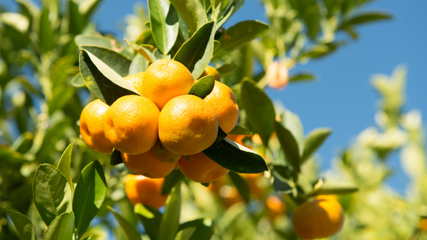 Meiwa Kumquat Tree Care: Tips for Healthy Growth