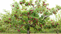 Top 5 Fast-Growing Fruit Trees for Backyard Gardens