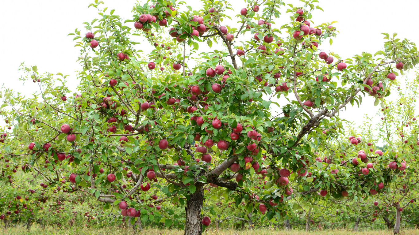 Top 5 Fast-Growing Fruit Trees for Backyard Gardens