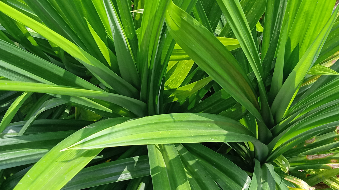 Pandan Plant Care Guide for Beginners (2026 Tips)