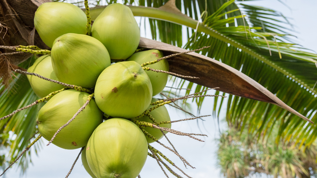 coconut tree care
