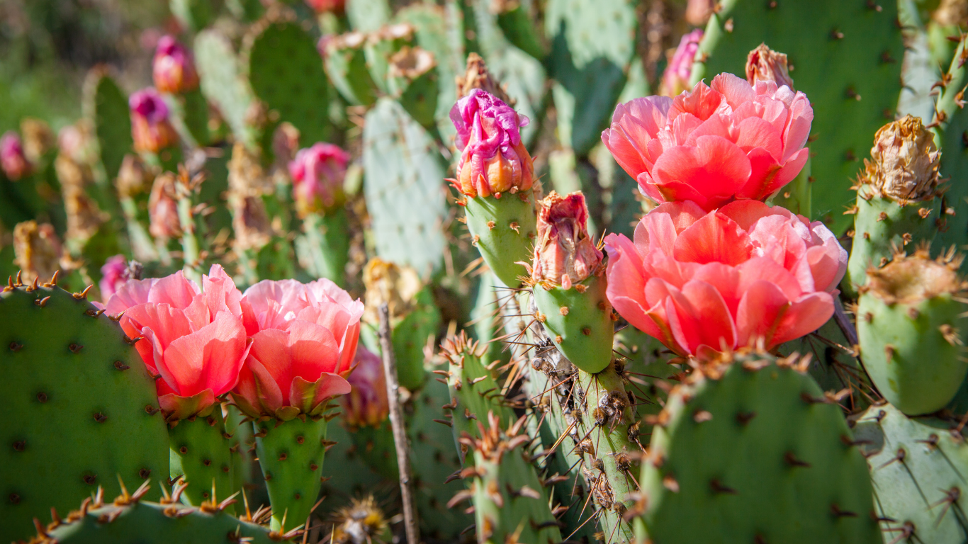 prickly pear cactus 