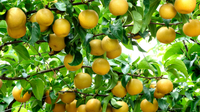 How to Care for Fruit Trees in Fall (Complete Seasonal Guide)