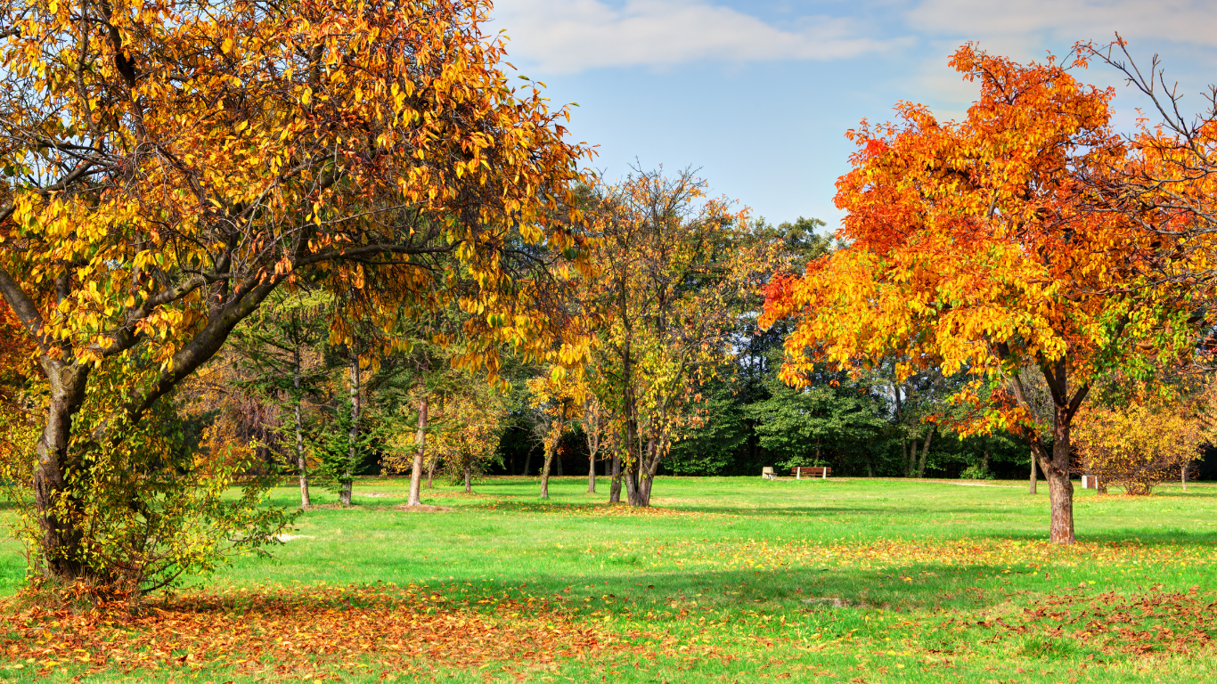 fall plant care