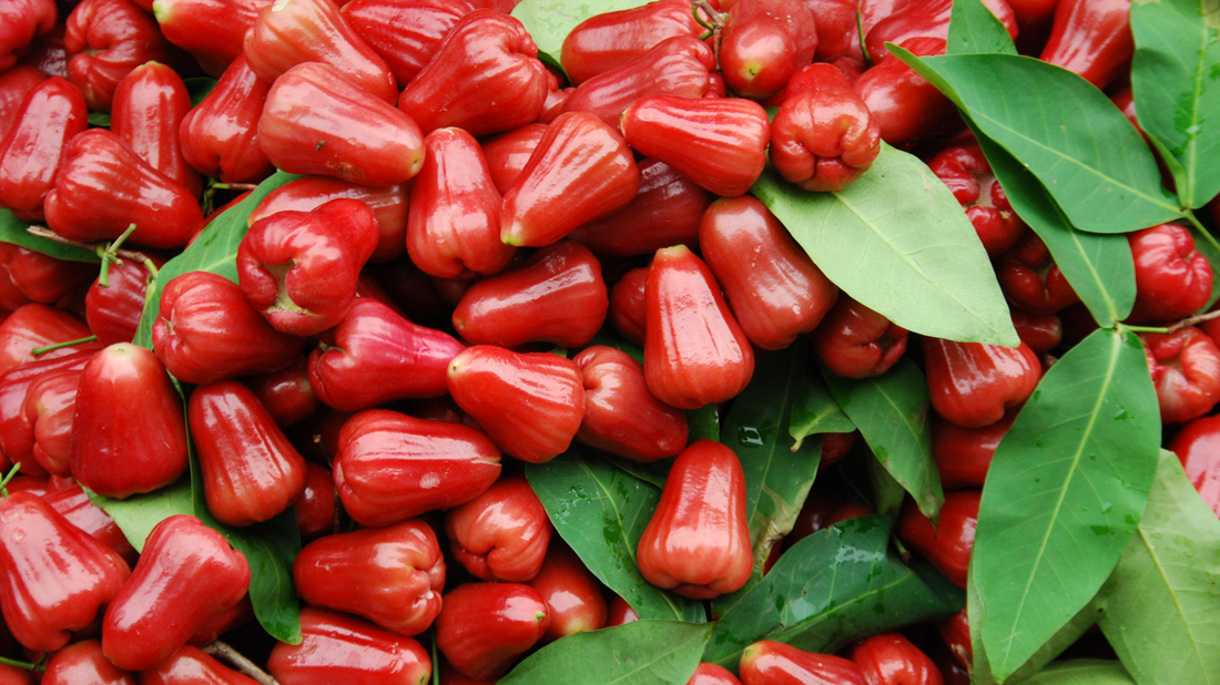Red Wax Jambu Tree Care: Complete Growing Guide for 2025