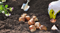 20 Best Bulbs to Plant in Fall for Spring Blooms