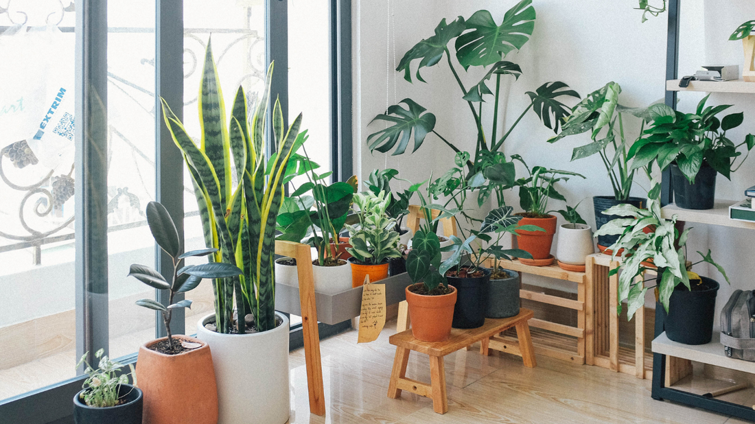 Fall Care Guide: How to Prepare Houseplants for Cooler Weather (2026)