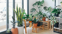 Fall Care Guide: How to Prepare Houseplants for Cooler Weather (2026)