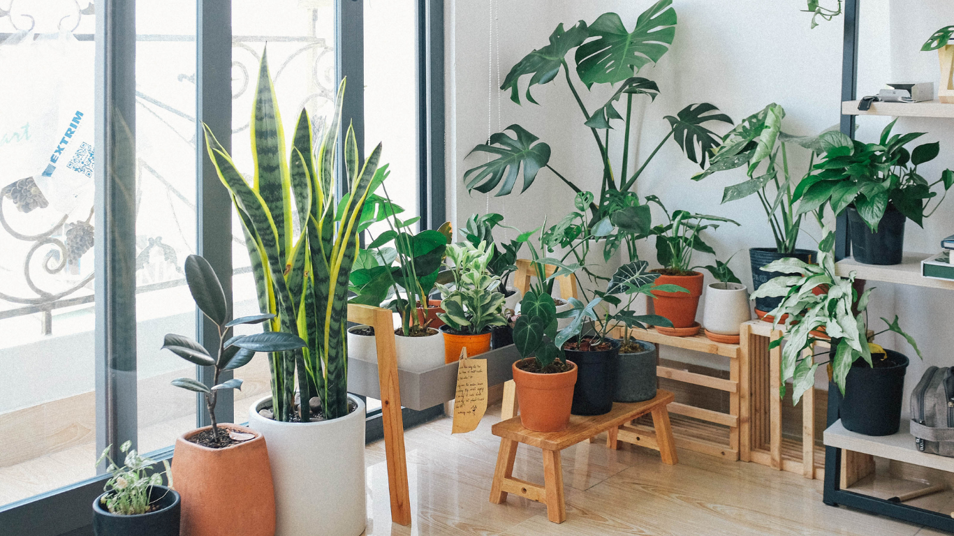 Fall Care Guide: How to Prepare Houseplants for Cooler Weather (2026)