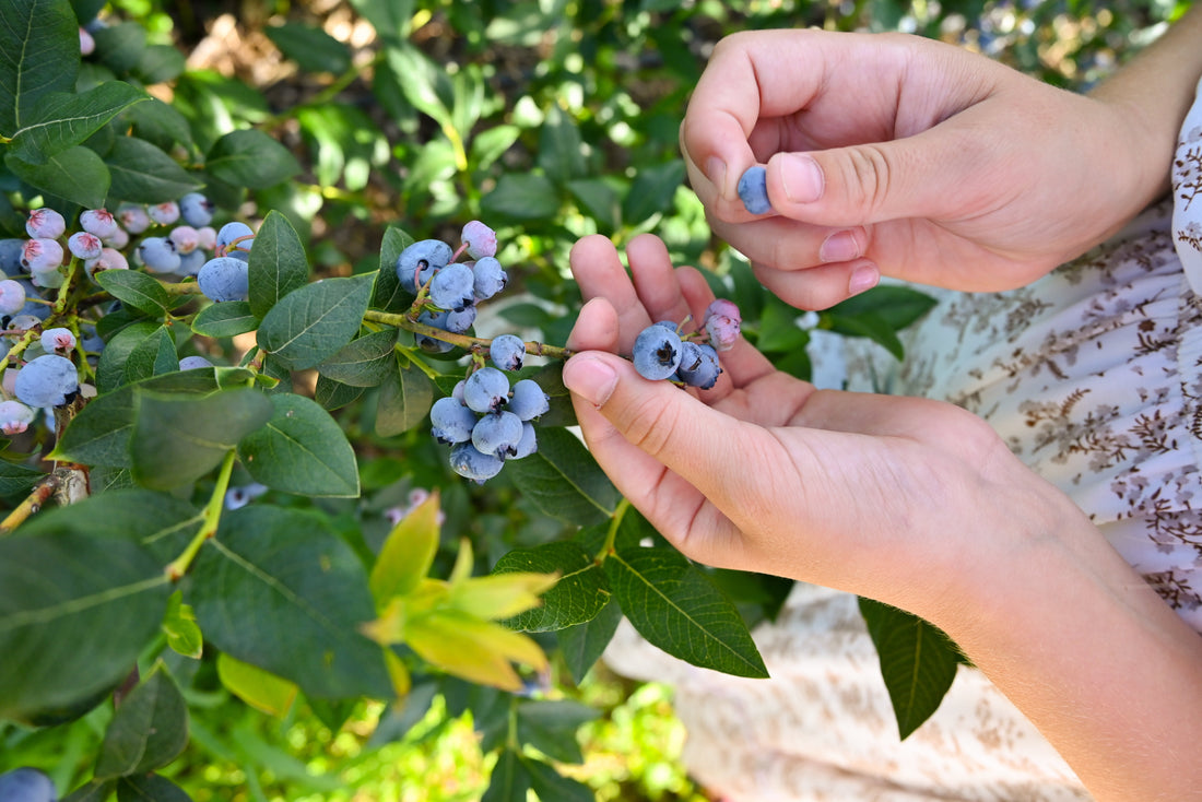 Huckleberry Plant Care: Easy Tips for Long-Term Success