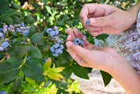 Huckleberry Plant Care: Easy Tips for Long-Term Success