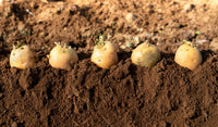 Seed potatoes ready for planting