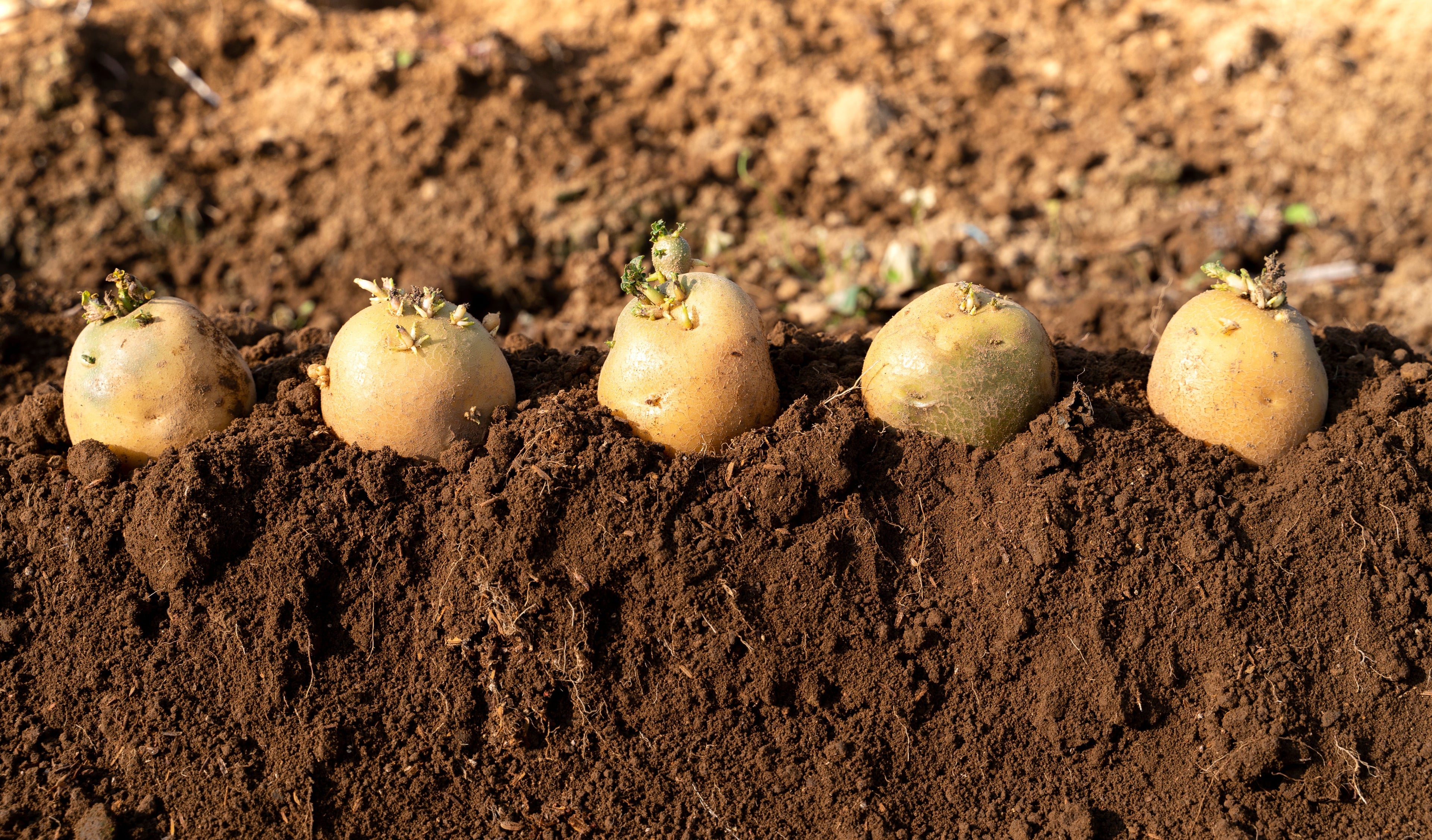 Seed potatoes ready for planting