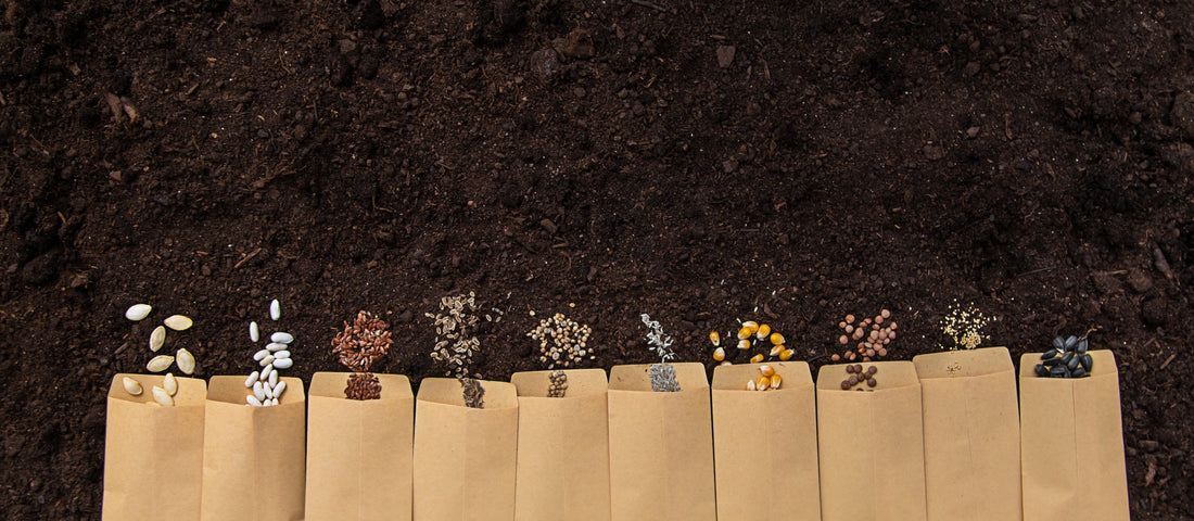 Vegetables Seeds to Grow at Home: 7 Easy Picks for 2026
