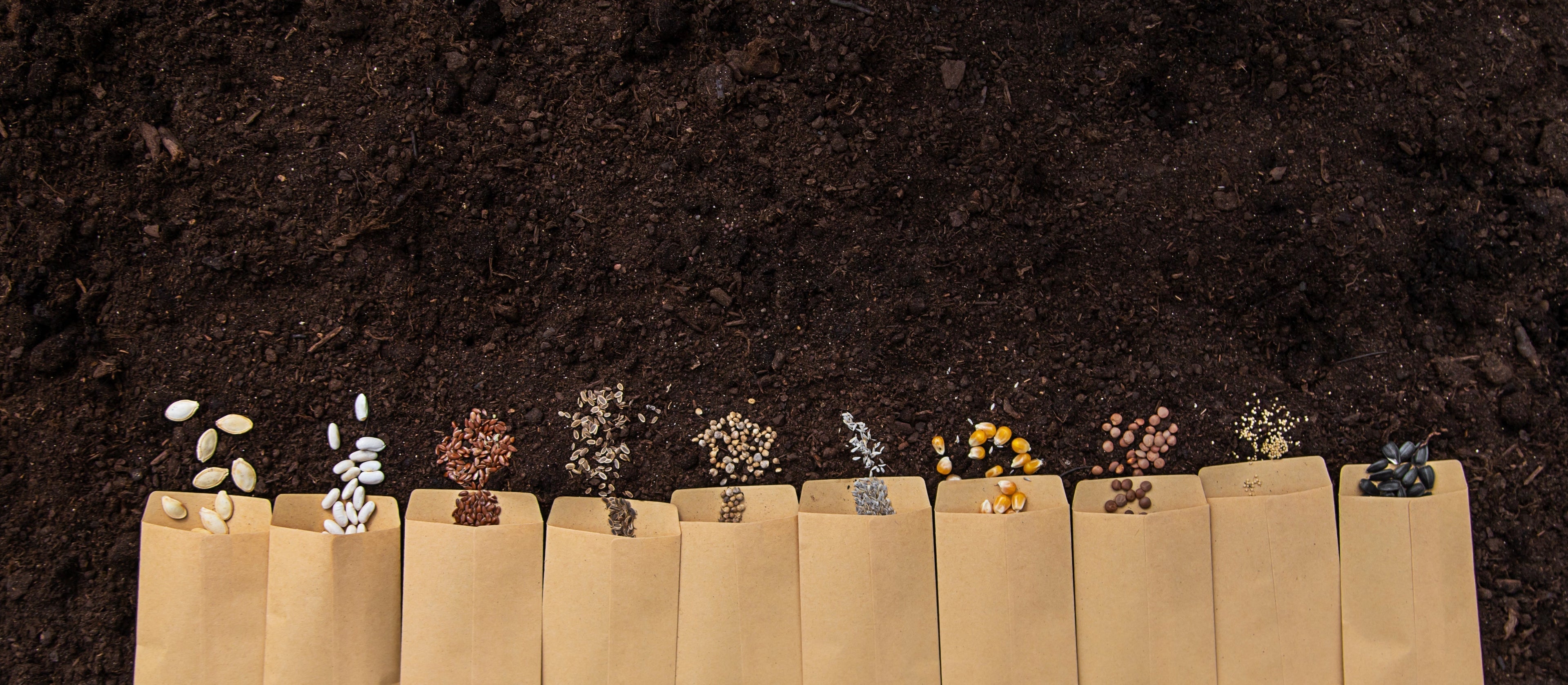 Vegetables Seeds to Grow at Home: 7 Easy Picks for 2026