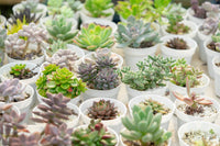 Healthy Succulents at Home