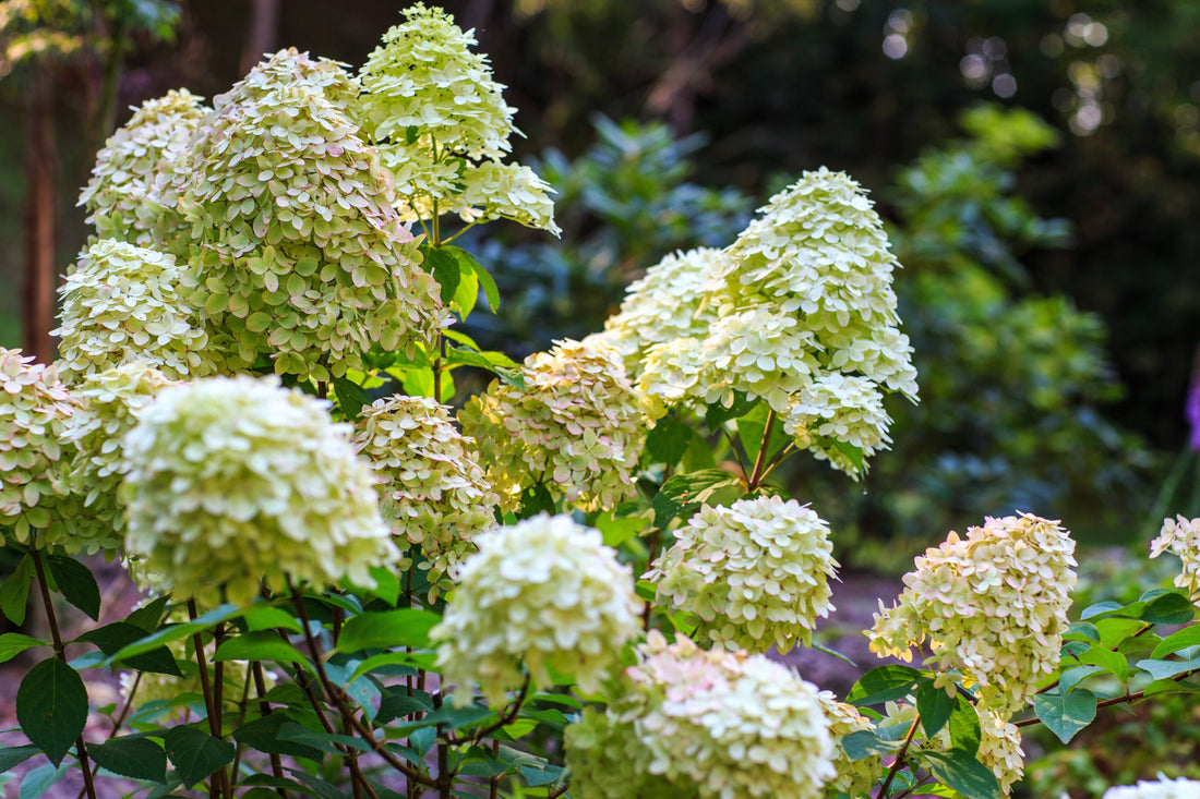 Ornamental Live Shrubs