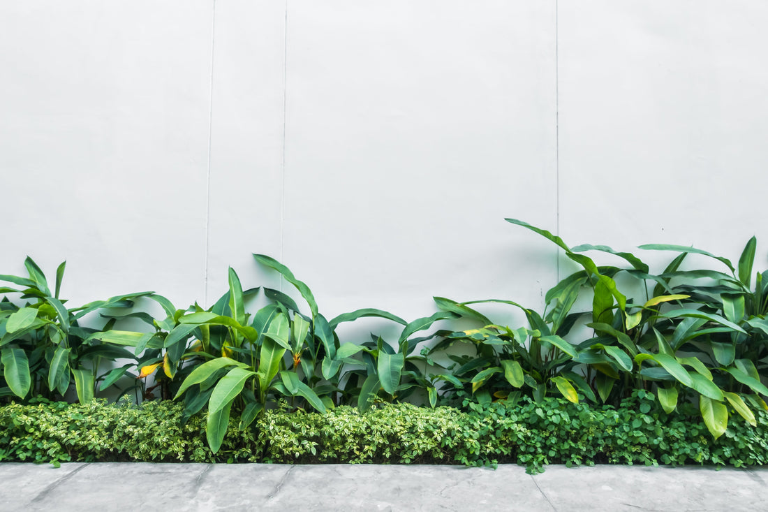 7 Best Heat-Tolerant Plants for Summer Gardens (2026 Guide)