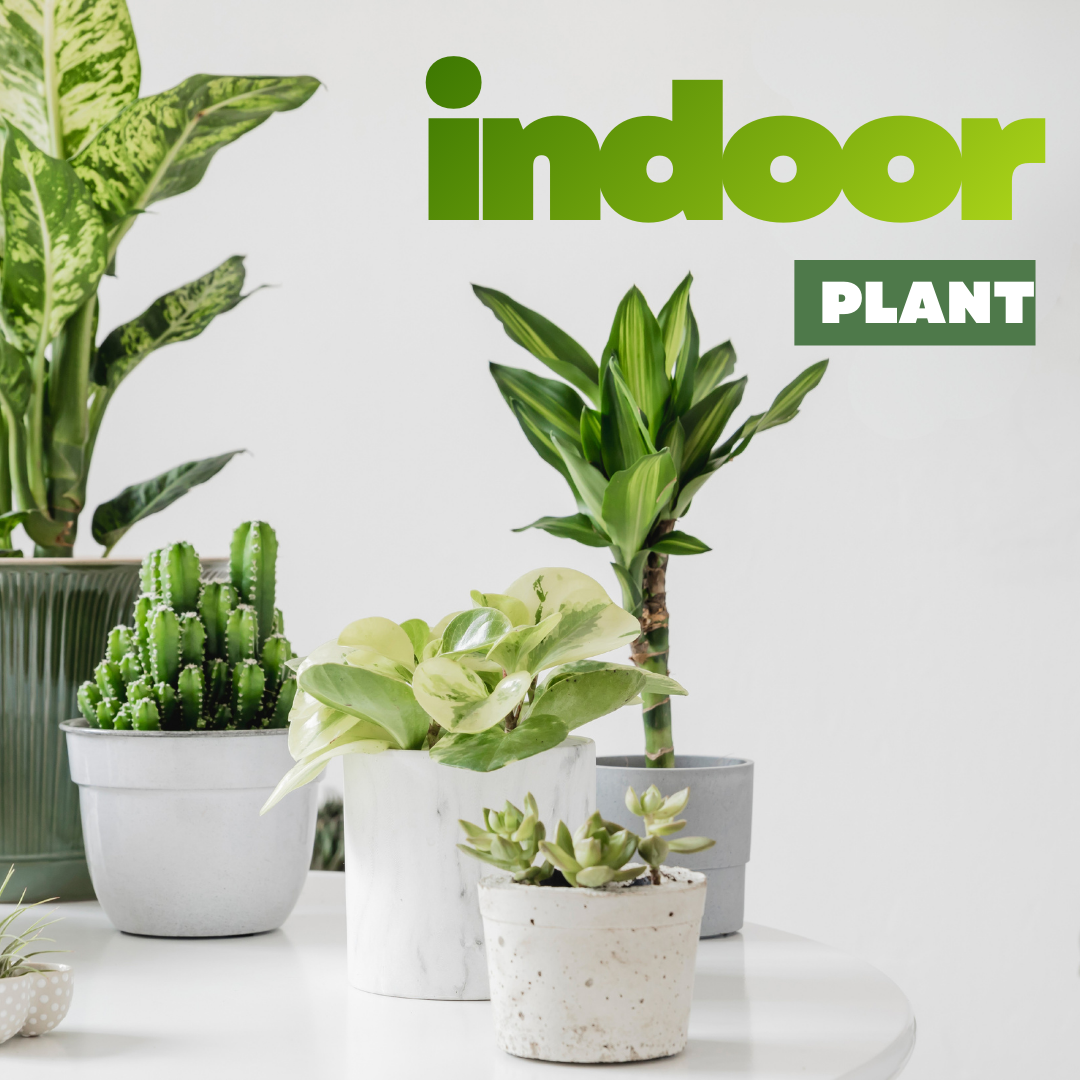 indoor-plant