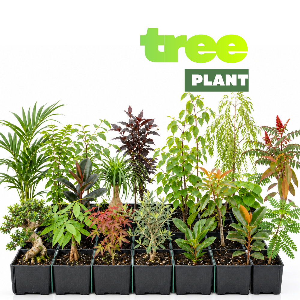 Tree – Gingerglow