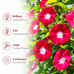 150 Scarlet O Hara Morning Glory Seeds for Planting, Non GMO, Heirloom, Crimson Red Climbing Blooms, Vine Flower Seeds for Gardens Accent, Borders & Fence