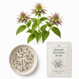 100 Spotted Bee Balm Seeds for Planting, Heirloom, Drought Tolerant, Purple Bee Balm Perennial Wildflower Seeds for Shade & Sun Backyard Landscape