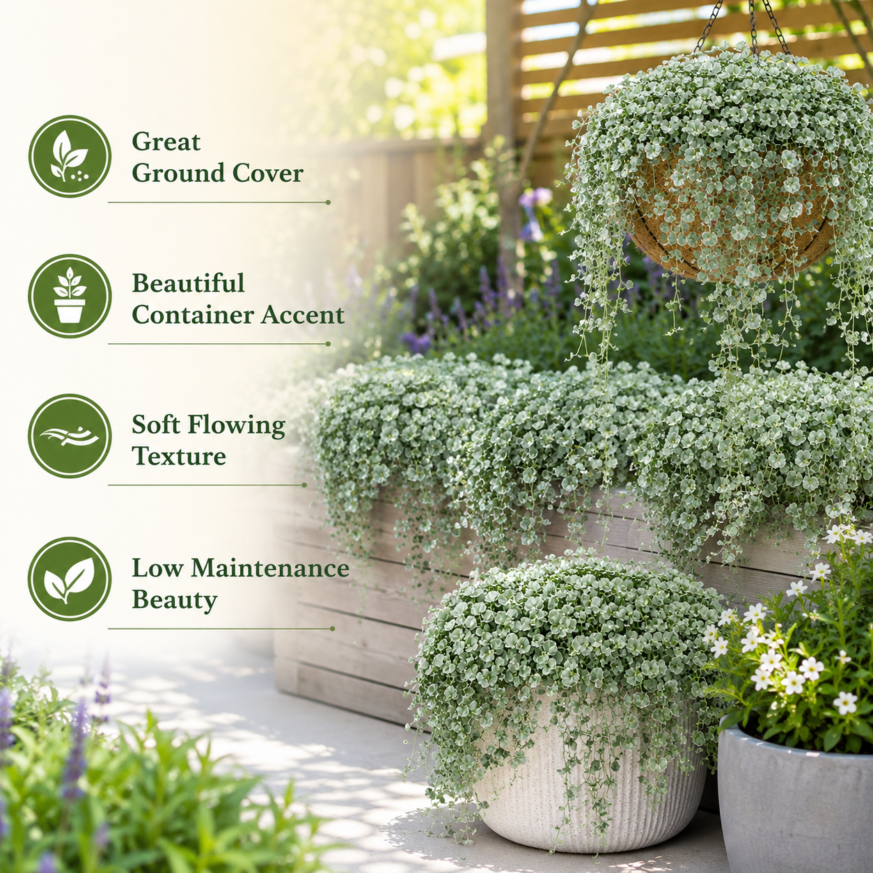 Silver Falls Dichondra Seeds, 20 Pcs,Non GMO, Low Maintenance, Decorative Cascading Plants for Hanging Planters & Outdoor Spaces
