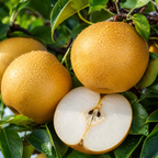 (No Ship to CA, HI, AK) Korean Giant Asian Pear | 3 Gallon Pot | 30-36 Inches Tall Live Fruit Tree | High-Yielding Crisp Sweet Fruit | Low Maintenance Tree for Landscapes