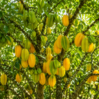 Sweet Starfruit Tree Live Plant in 3 Gallon Pot, Well-Rooted Tropical Tree, Low Maintenance Fruit Plant for Sunny Outdoor Spots (No Ship to CA,HI,AK)