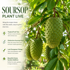 Soursop Plant Live, Guanabana Starter, 2-3 Ft Tall in 3 Gal Container, Self-Pollinating Soursop for Fresh Juice and Smoothies (No Ship to CA,HI,AK)