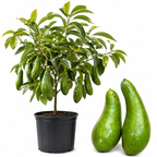 Avocado Trees Live Plants - Russell Avocado | 30–36 Inch Tall Potted Plant | Fruit Tree for Outdoor Growing & Home Gardens (No Ship to CA,HI,AK)
