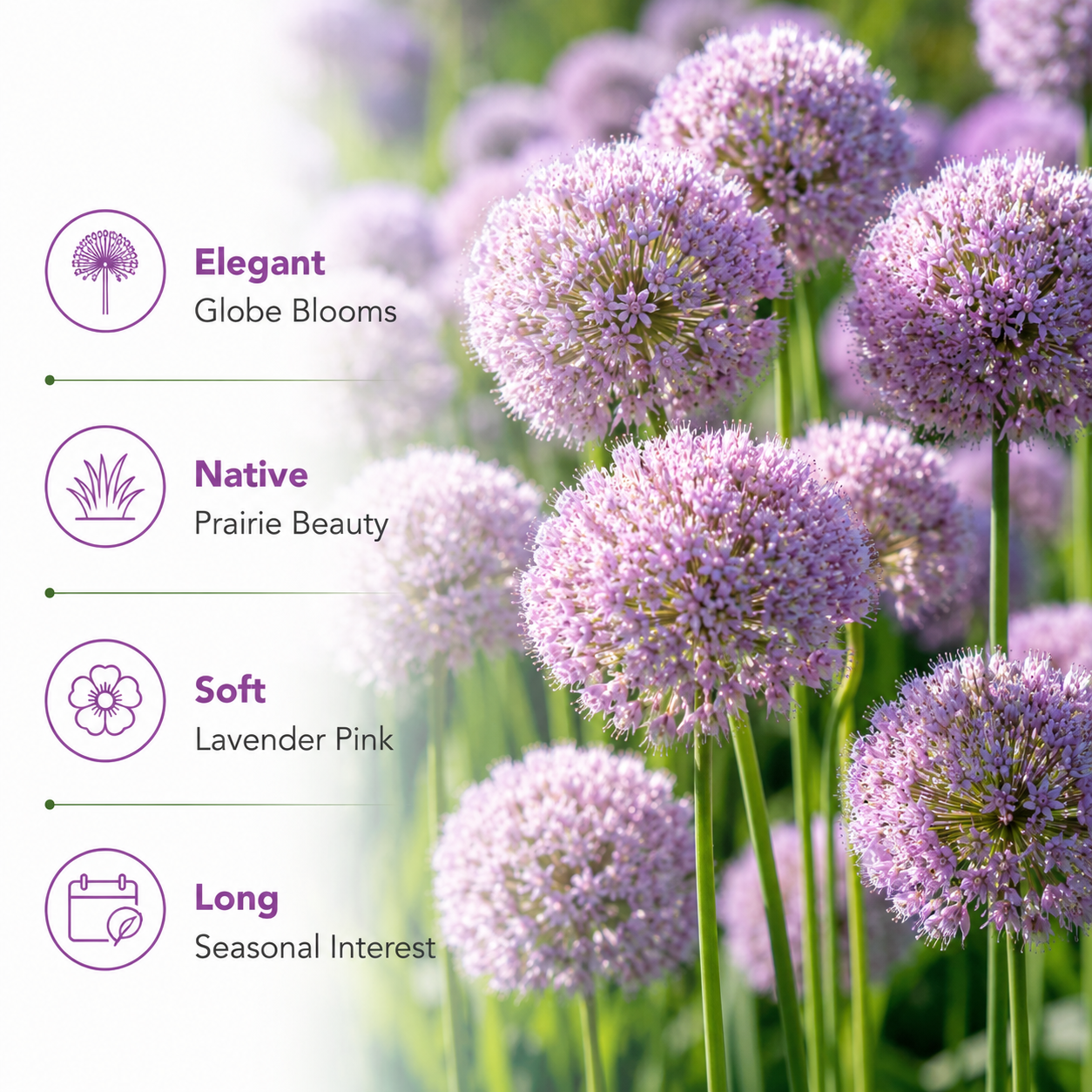 200 Allium stellatum Prairie Onion Seeds, Hardy, Drought Tolerant, Native Prairie Flower, Ornamental Onion Seeds, for Gardens & Landscaping