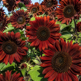 75 Velvet Queen Sunflower Seeds, Heirloom, Non-GMO Wildflower Seeds, Charming Tall Border Architectural Accent, Perfect Unique Seed Gift for Gardeners