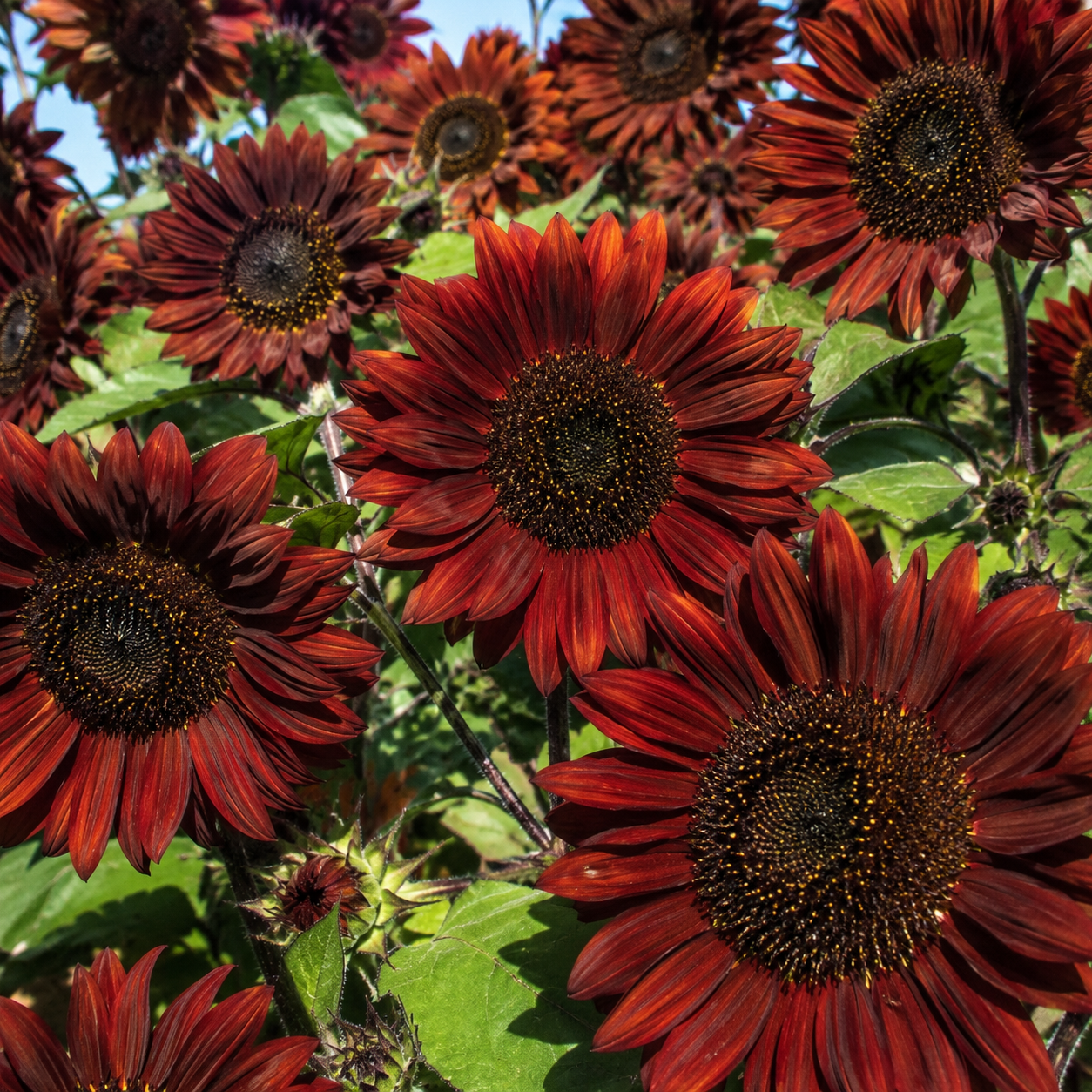 25 Velvet Queen Sunflower Seeds, Non-GMO Helianthus annuus Seeds, Easy Care, Vibrant Tall Multi-Branching Dark Red Velvet Flower for Cut Garden