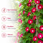 150 Scarlet O Hara Morning Glory Seeds for Planting, Non GMO, Heirloom, Crimson Red Climbing Blooms, Vine Flower Seeds for Gardens Accent, Borders & Fence