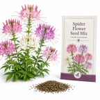 100 Spider Flower Seeds Mix, Spider Lily, Non-GMO Cleome hassleriana Seeds, Vibrant Multi-Color Flowers, Tall Annual Wildflower, for Backyard Borders