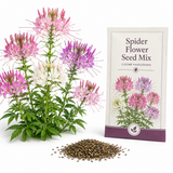 100 Spider Flower Seeds Mix, Spider Lily, Non-GMO Cleome hassleriana Seeds, Vibrant Multi-Color Flowers, Tall Annual Wildflower, for Backyard Borders